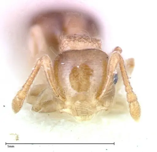 Crematogaster overbecki specimen FOCOL0274 image focol0274_2