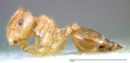 Crematogaster overbecki specimen FOCOL0274 image focol0274_3