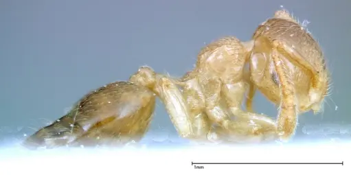 Crematogaster overbecki specimen FOCOL0274 image focol0274_4