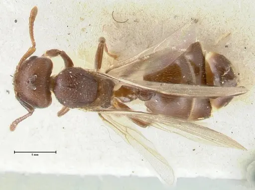 Crematogaster overbecki specimen FOCOL1634 image focol1634_1