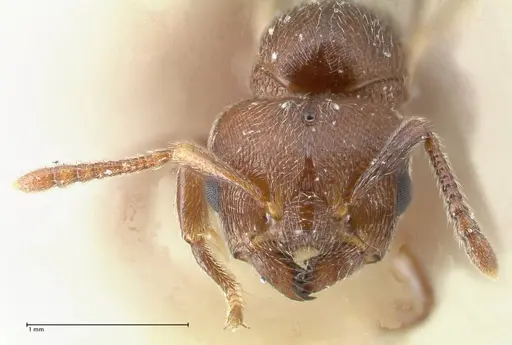 Crematogaster overbecki specimen FOCOL1634 image focol1634_2