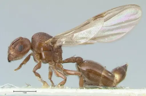 Crematogaster overbecki specimen FOCOL1634 image focol1634_3