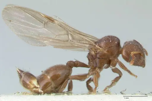 Crematogaster overbecki specimen FOCOL1634 image focol1634_4
