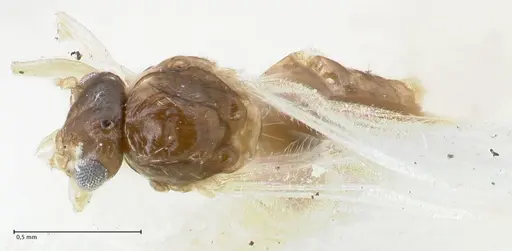 Crematogaster overbecki specimen FOCOL1635 image focol1635_1