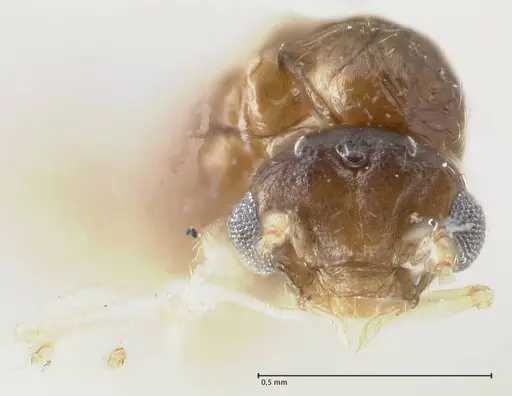 Crematogaster overbecki specimen FOCOL1635 image focol1635_2
