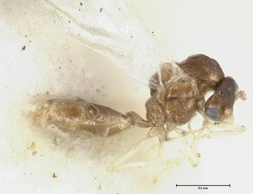 Crematogaster overbecki specimen FOCOL1635 image focol1635_3