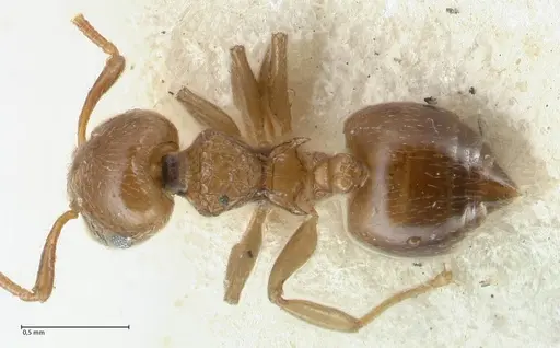Crematogaster overbecki specimen FOCOL1636 image focol1636_1