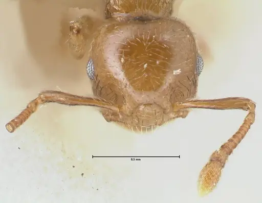Crematogaster overbecki specimen FOCOL1636 image focol1636_2