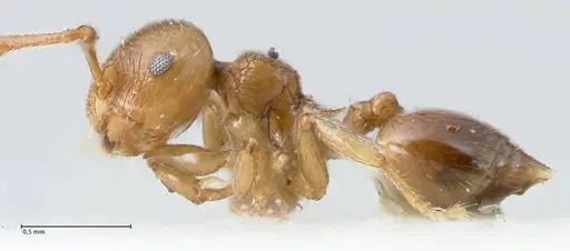 Crematogaster overbecki specimen FOCOL1636 image focol1636_3