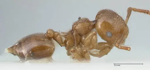 Crematogaster overbecki specimen FOCOL1636 image focol1636_4