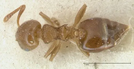 Crematogaster overbecki specimen FOCOL1637 image focol1637_1