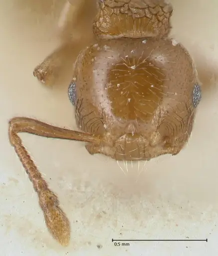 Crematogaster overbecki specimen FOCOL1637 image focol1637_2