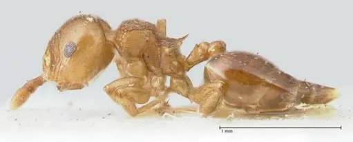 Crematogaster overbecki specimen FOCOL1637 image focol1637_3