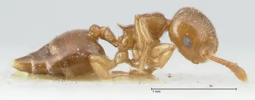 Crematogaster overbecki specimen FOCOL1637 image focol1637_4