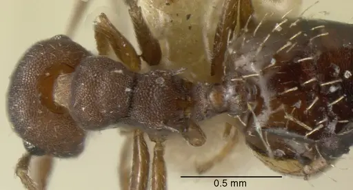 Crematogaster oxygynoides specimen CASENT0625398 image casent0625398_1
