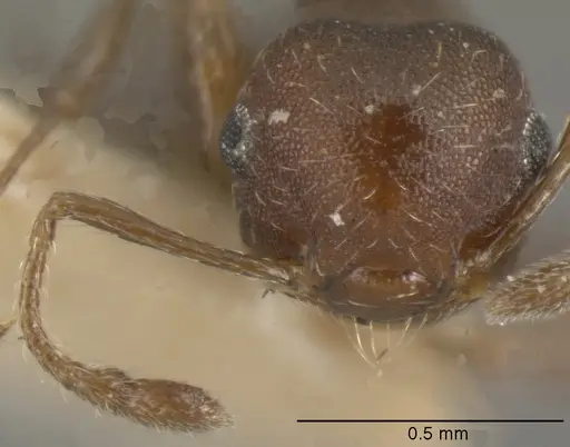 Crematogaster oxygynoides specimen CASENT0625398 image casent0625398_2