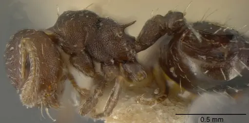 Crematogaster oxygynoides specimen CASENT0625398 image casent0625398_3