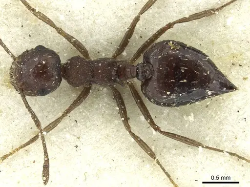 Crematogaster oxygynoides specimen CASENT0912746 image casent0912746_1