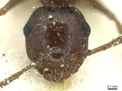 Crematogaster oxygynoides specimen CASENT0912746 image casent0912746_2