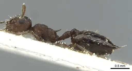 Crematogaster oxygynoides specimen CASENT0912746 image casent0912746_3