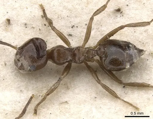 Crematogaster painei specimen CASENT0902109 image casent0902109_1