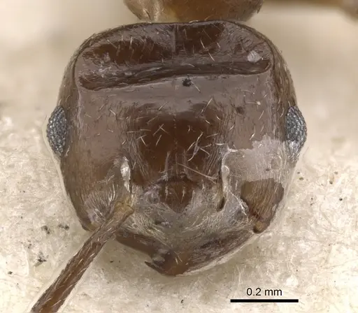 Crematogaster painei specimen CASENT0902109 image casent0902109_2