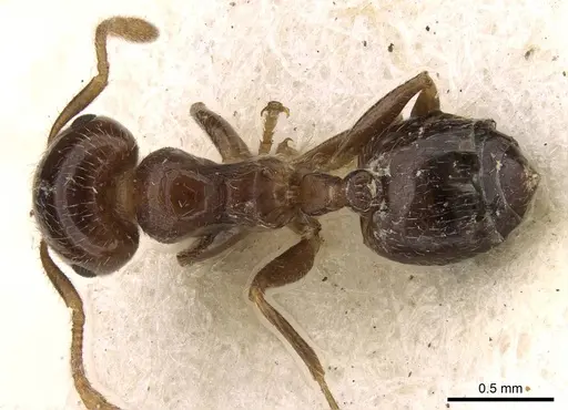 Crematogaster pallipes specimen CASENT0914080 image casent0914080_1