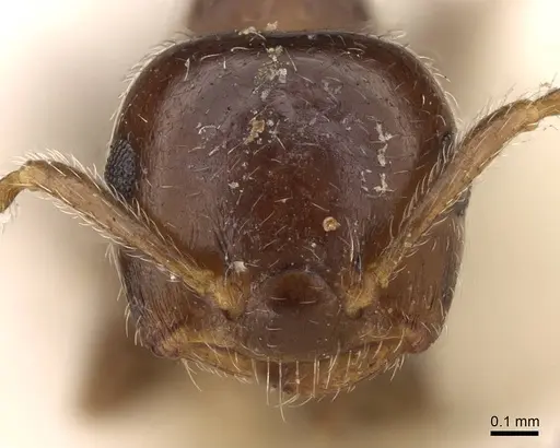 Crematogaster pallipes specimen CASENT0914080 image casent0914080_2