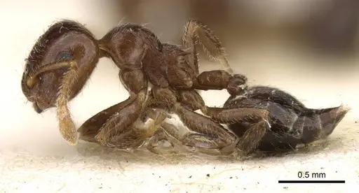 Crematogaster pallipes specimen CASENT0914080 image casent0914080_3
