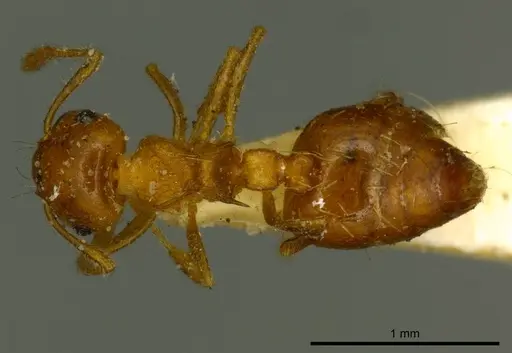 Crematogaster pallipes specimen CASENT0919692 image casent0919692_1