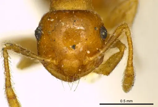 Crematogaster pallipes specimen CASENT0919692 image casent0919692_2