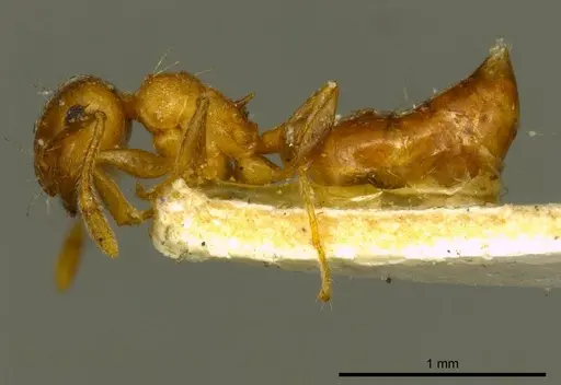 Crematogaster pallipes specimen CASENT0919692 image casent0919692_3