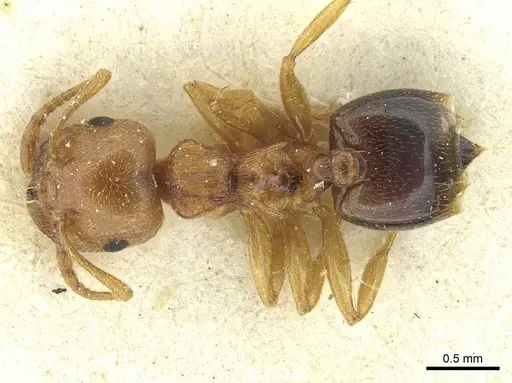 Crematogaster paolii specimen CASENT0912810 image casent0912810_1