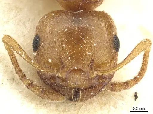 Crematogaster paolii specimen CASENT0912810 image casent0912810_2