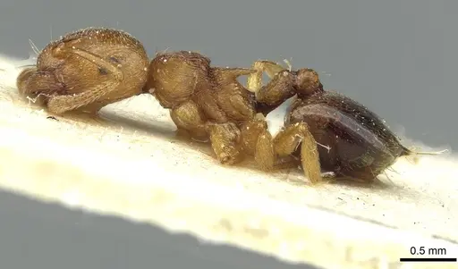 Crematogaster paolii specimen CASENT0912810 image casent0912810_3