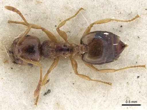 Crematogaster paolii specimen CASENT0916987 image casent0916987_1