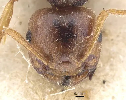 Crematogaster paolii specimen CASENT0916987 image casent0916987_2