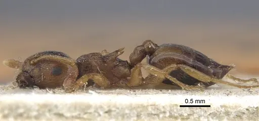 Crematogaster paolii specimen CASENT0916987 image casent0916987_3