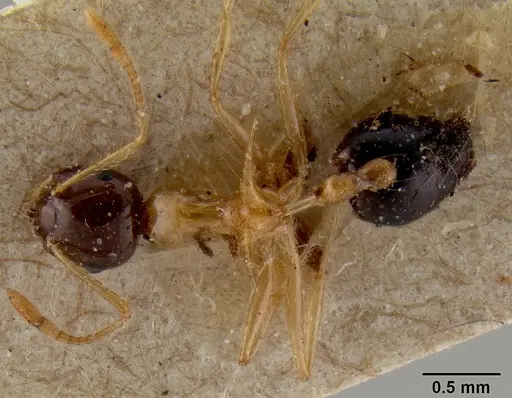 Crematogaster paradoxa specimen CASENT0171217 image casent0171217_1