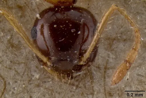 Crematogaster paradoxa specimen CASENT0171217 image casent0171217_2
