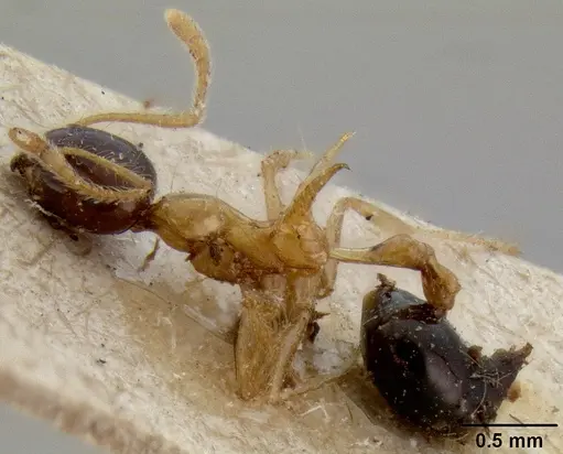 Crematogaster paradoxa specimen CASENT0171217 image casent0171217_3