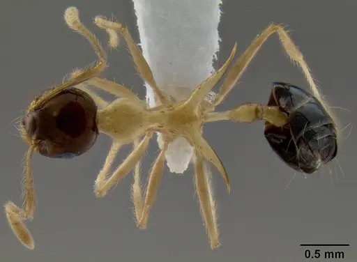 Crematogaster paradoxa specimen CASENT0193114 image casent0193114_1