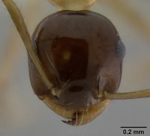 Crematogaster paradoxa specimen CASENT0193114 image casent0193114_2
