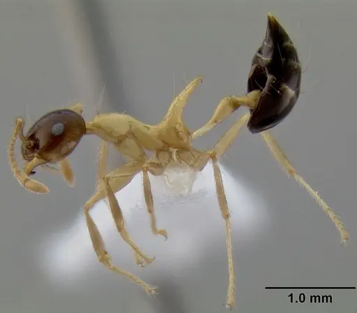 Crematogaster paradoxa specimen CASENT0193114 image casent0193114_3