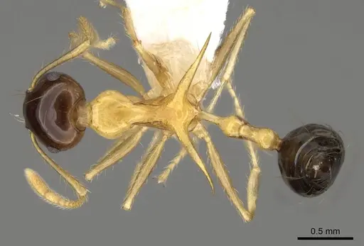 Crematogaster paradoxa specimen CASENT0914542 image casent0914542_1