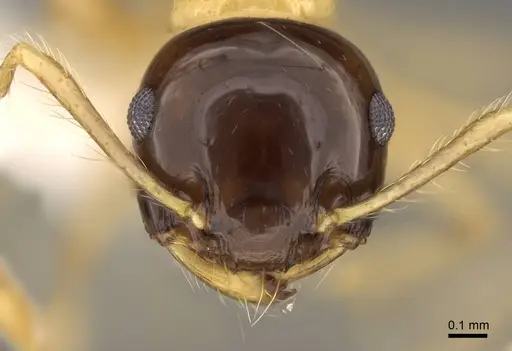 Crematogaster paradoxa specimen CASENT0914542 image casent0914542_2