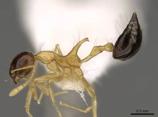 Crematogaster paradoxa specimen CASENT0914542 image casent0914542_3