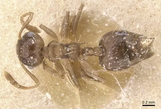 Crematogaster parallela specimen CASENT0912778 image casent0912778_1
