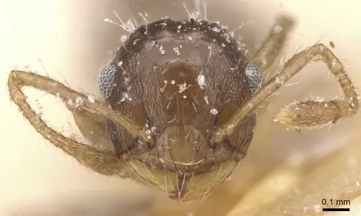 Crematogaster parallela specimen CASENT0912778 image casent0912778_2