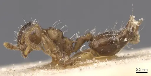 Crematogaster parallela specimen CASENT0912778 image casent0912778_3